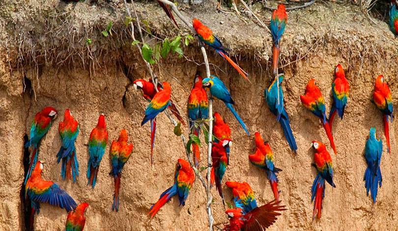 Guacamayos